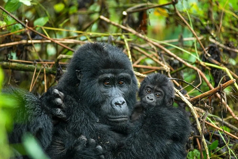 Gorille de montagne avec son petit dans le secteur de Buhoma à Bwindi