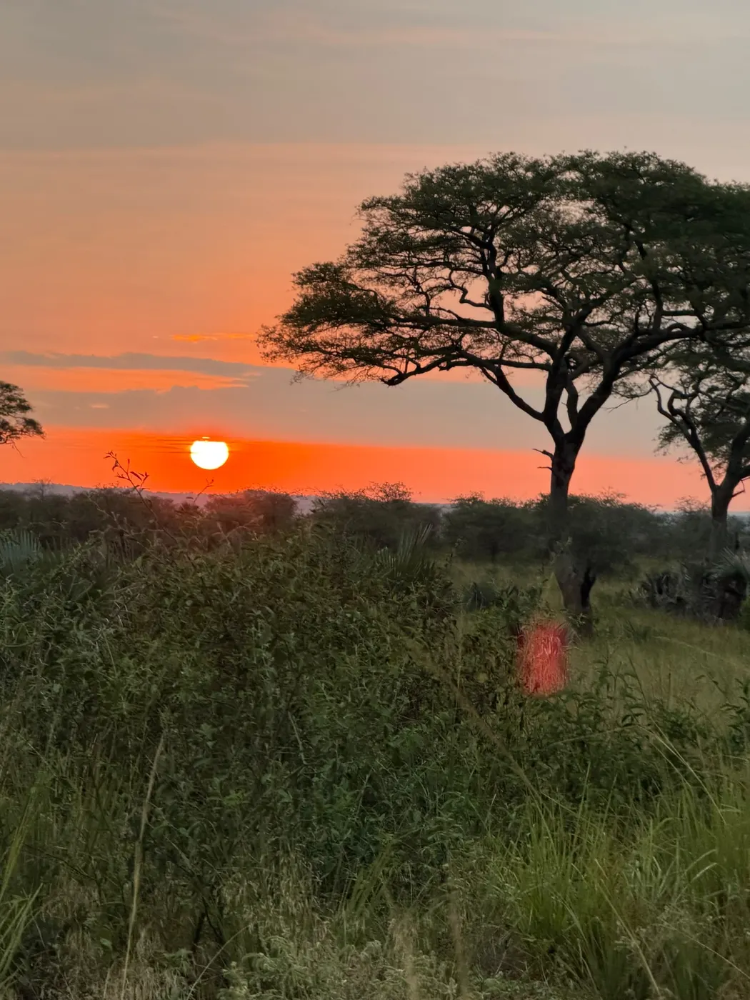 Coucher de soleil sur la savane ougandaise