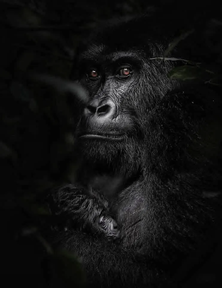 Gorille de montagne adulte portant son bébé en Ouganda