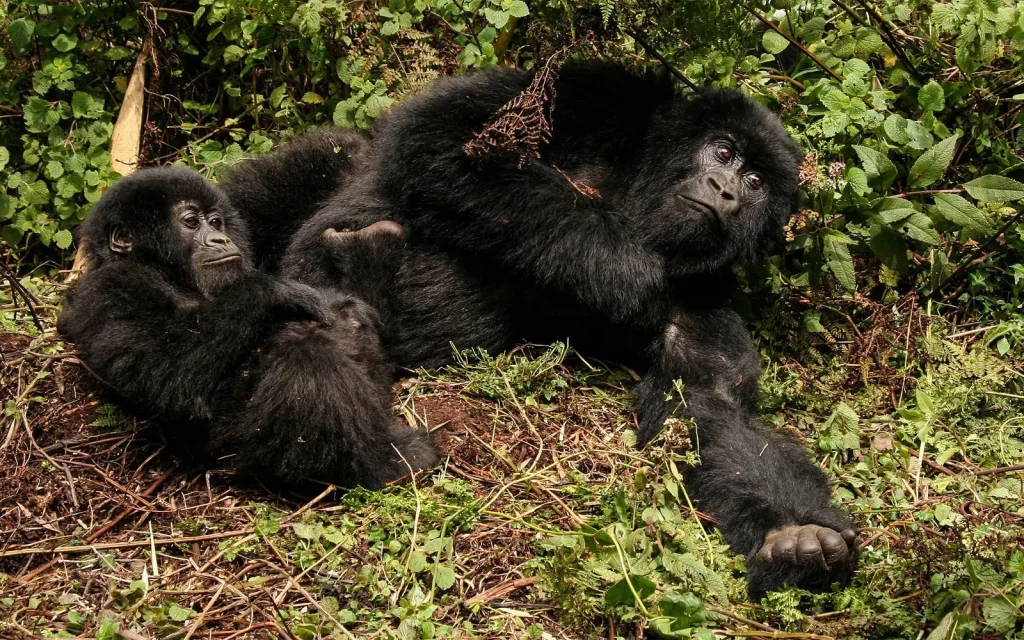 Famille de gorilles de montagne dans le secteur de Nkuringo à Bwindi