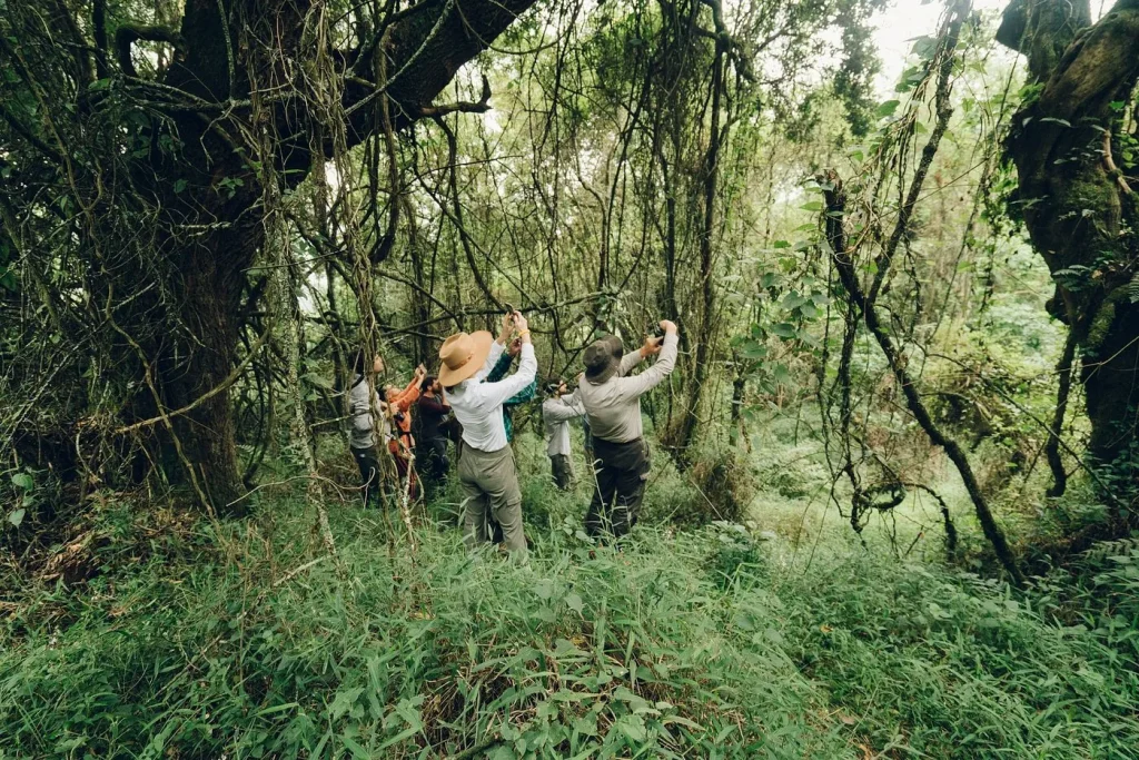 Voyageurs et guides pendant un trekking dans la forêt de Bwindi à Nkuringo