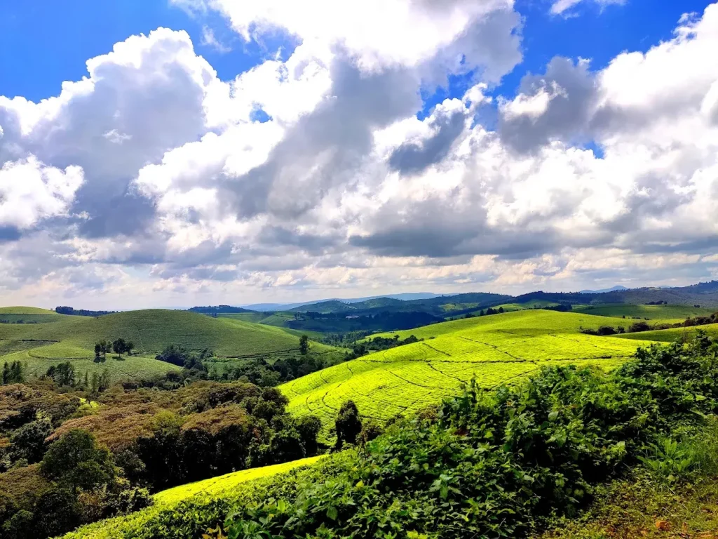 Collines verdoyantes et plantations de thé près du secteur de Ruhija à Bwindi