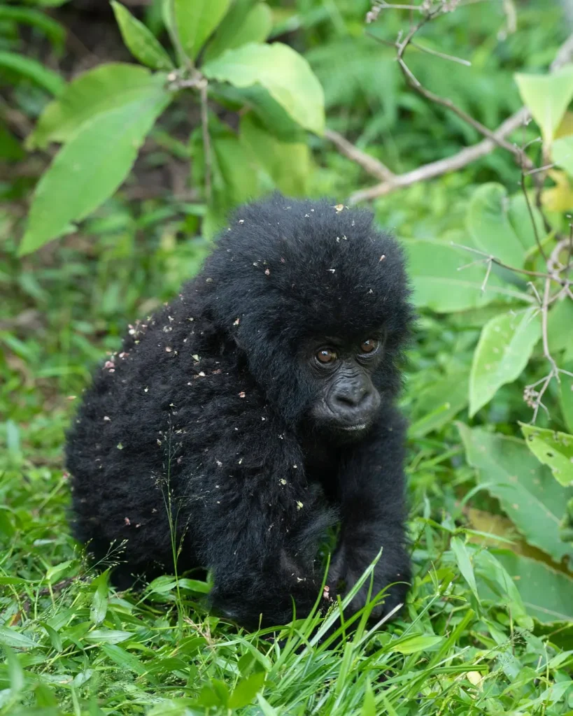 Jeune gorille de montagne dans la forêt du secteur de Ruhija à Bwindi