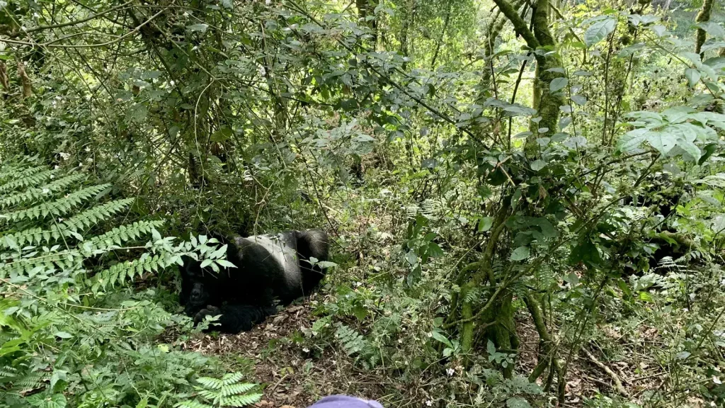 Gorille de montagne dans la forêt du secteur de Rushaga à Bwindi
